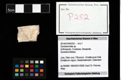 Foto (Objekt + Etikett) von Goniodromites sp.  (NHMW-GEO-2014-0194-0252)